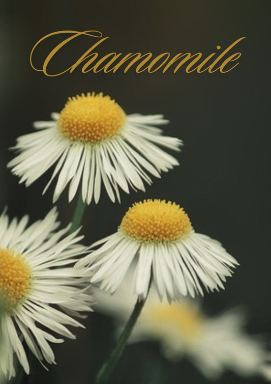 Chamomile Loose Leaf Tea