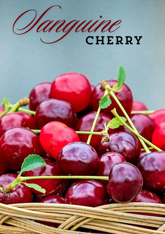 Sanguine Cherry Loose Leaf Tea